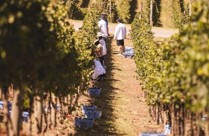 Últimas vagas para a 8ª turma do Winemaker Miolo Vinho Tinto